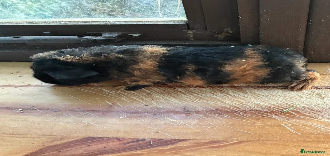 Gallery Image {{count}}