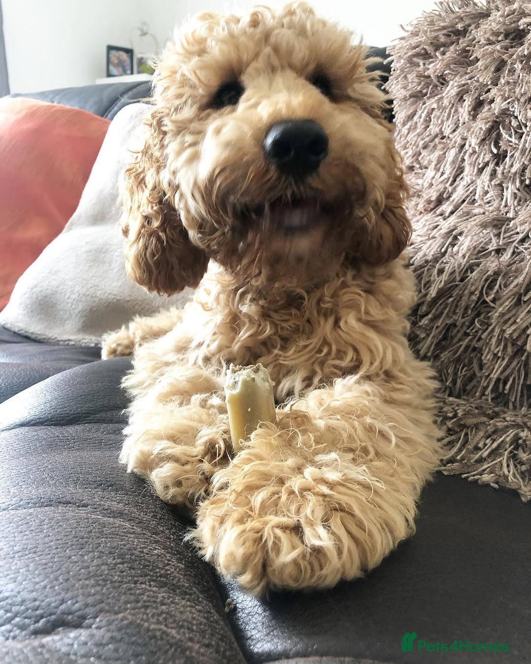 Cockapoo dogs for sale: Beautiful 7-Month-Old Cockapoo Girl Bella - Advert 5