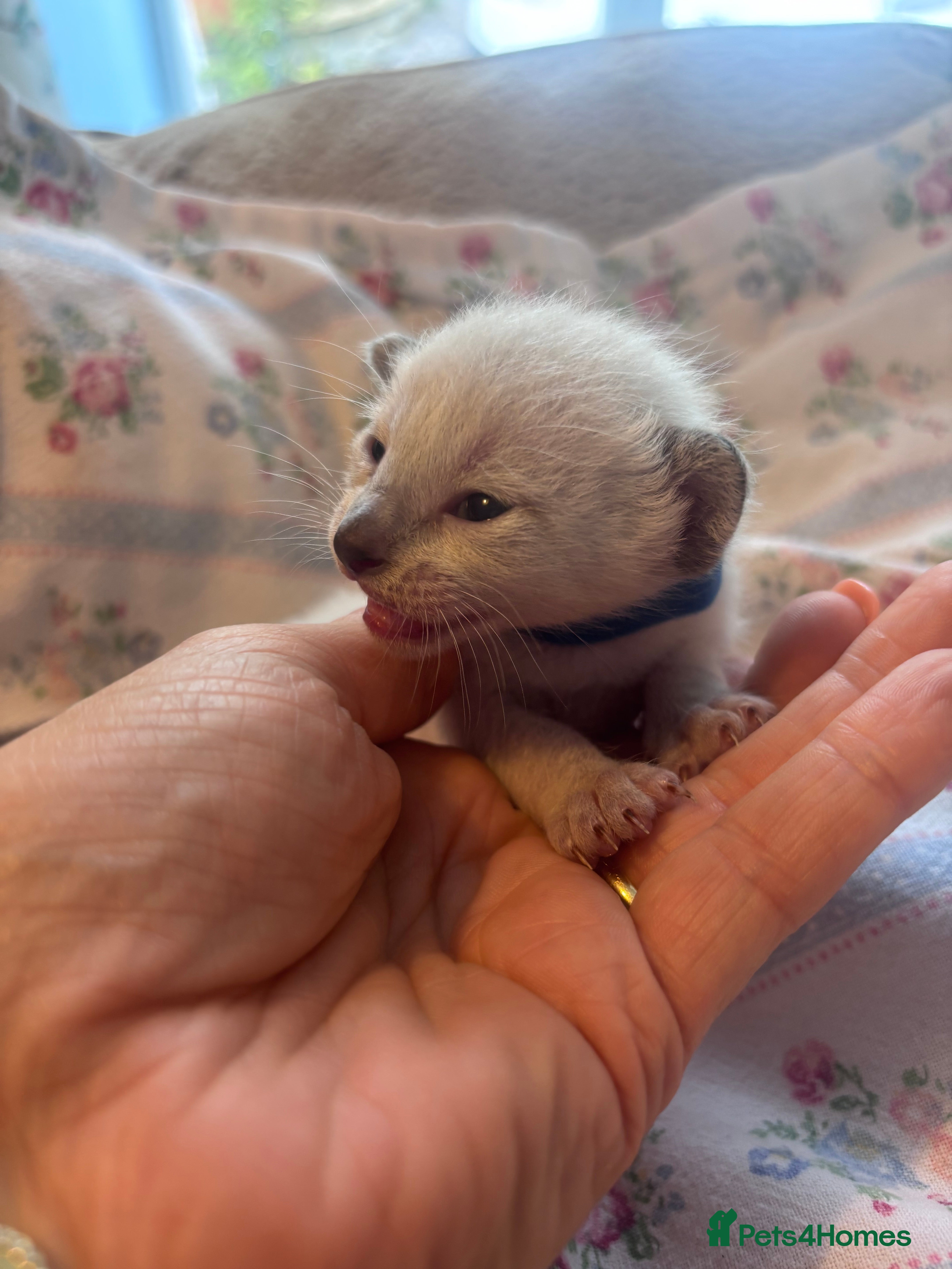 Siamese cats Pedigree, top quality kittens  - Advert 2
