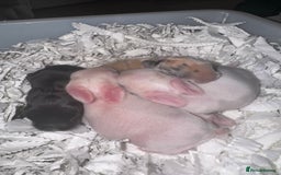 Mini Lop rabbits for sale: Pedigree mini lop bunnies - Image 1