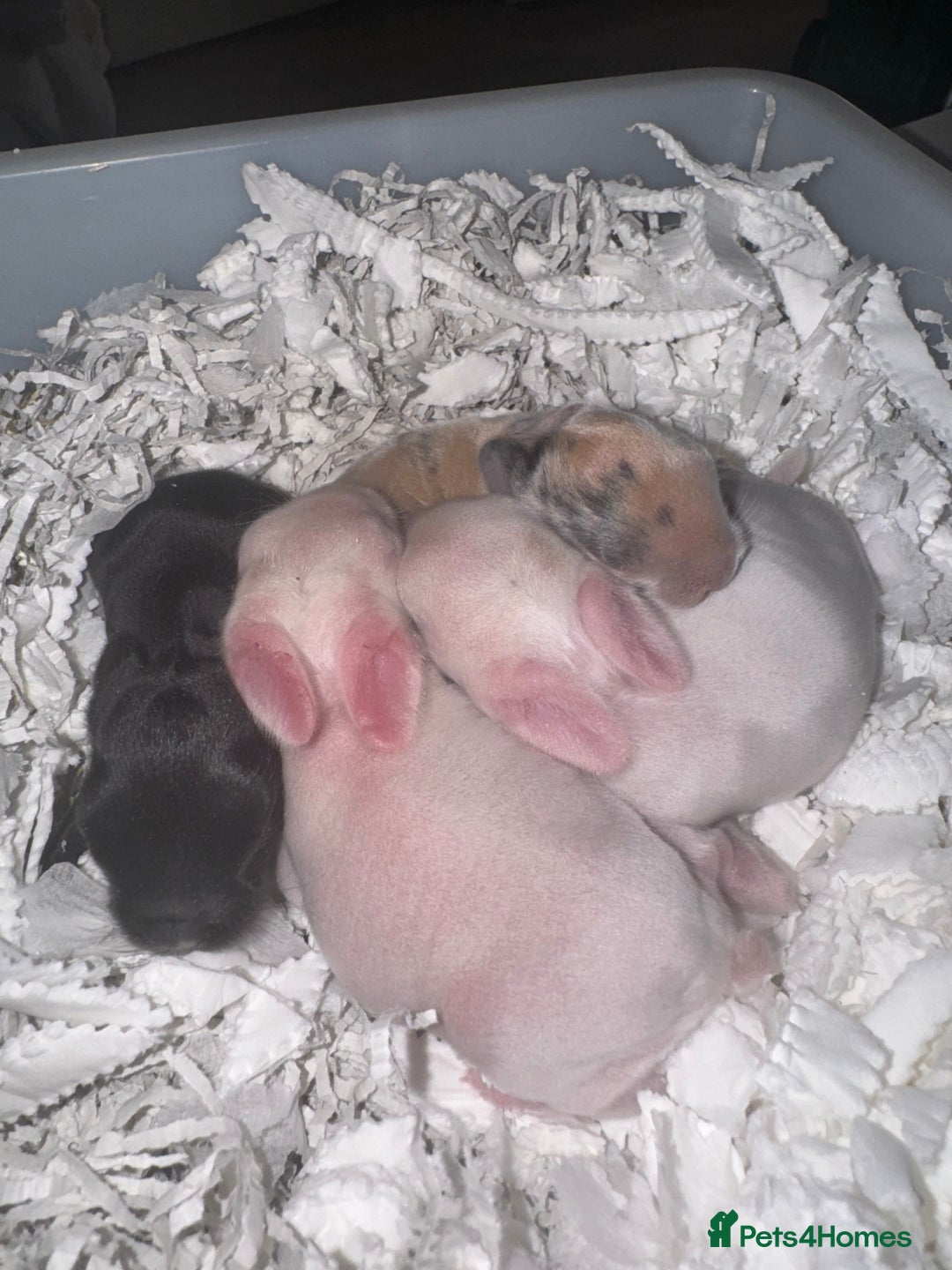 Mini Lop rabbits for sale: Pedigree mini lop bunnies - Image 1