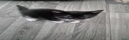 Mixed Breed cats for sale: Cute adorable female kitten - Advert 5