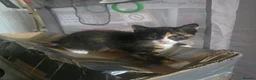 Mixed Breed cats for sale: 4 gorgeous Kittens ( Prices Vary ) - Advert 14