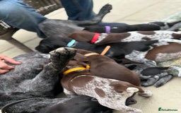 German Shorthaired Pointer dogs for sale: Exceptional German Shorthaired Pointer Puppies - Image 6