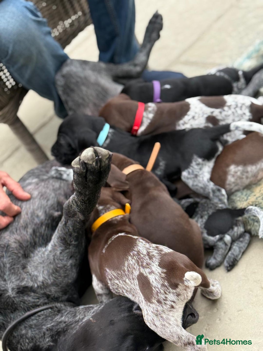 German Shorthaired Pointer dogs for sale: Exceptional German Shorthaired Pointer Puppies - Image 6