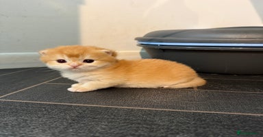 British Shorthair cats - Advert 12