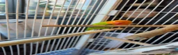 Cockatiels birds for sale: Female black and white Cockatiel for sale in London - Advert 8