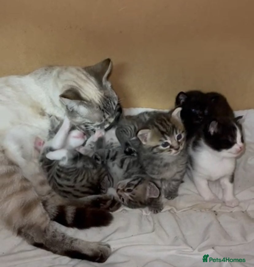 Mixed Breed cats Mixed kittens for sale - Advert 1