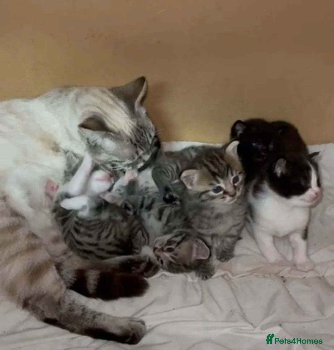 Mixed Breed cats for sale: Mixed kittens for sale - Advert 1