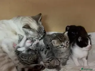 Mixed Breed cats Mixed kittens for sale - Advert 1