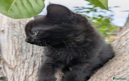 European cats for sale: Beautiful, friendly and playful kittens - Image 23