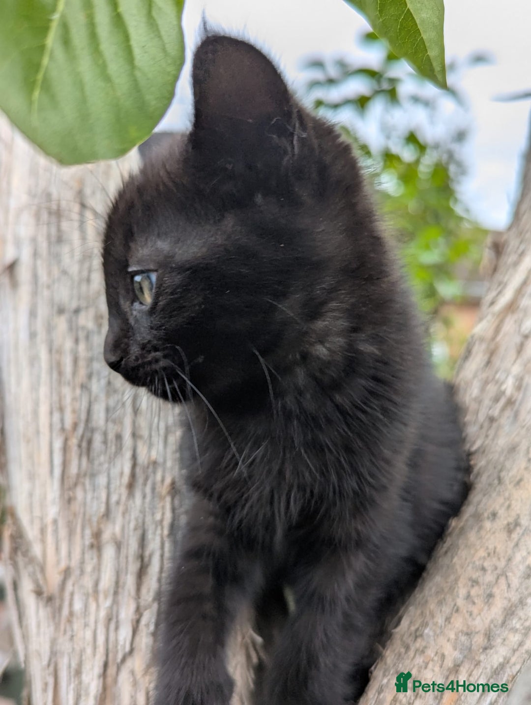 European cats for sale: Beautiful, friendly and playful kittens - Image 23