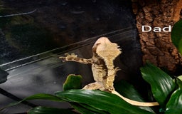 Gecko reptiles for sale: Crested gecko male - Image 2