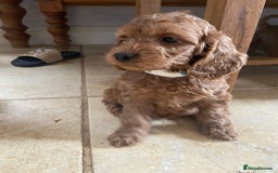 Cockapoo dogs for sale: F1 Apricot / Red Cockapoo’s  in Wetherby - Image 13