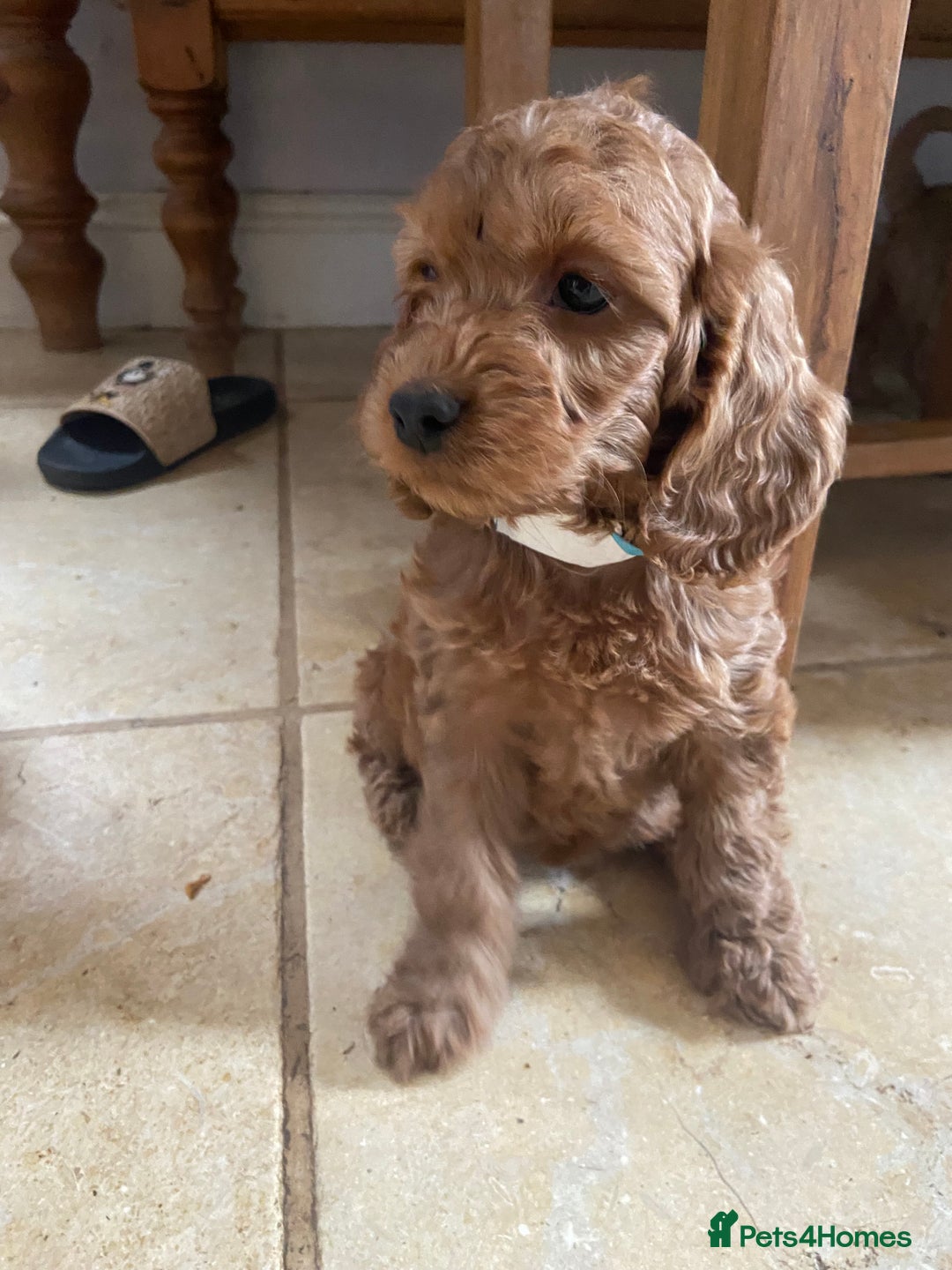 Cockapoo dogs for sale: F1 Apricot / Red Cockapoo’s  in Wetherby - Image 13