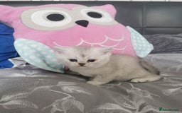 Scottish Fold cats for sale: Scottish Fold/Straight Kittens  - Image 37