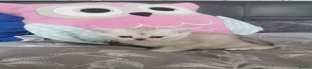 Scottish Fold Kitten 3