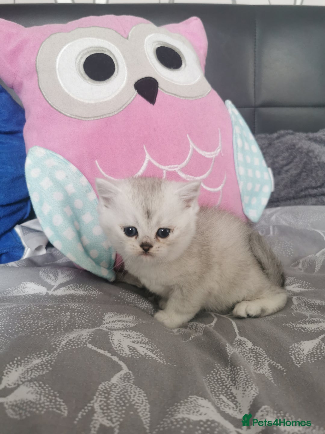 Scottish Fold cats for sale: Scottish Fold/Straight Kittens  - Image 37