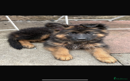German Shepherd dogs for sale: Last gorgeous boy ready now  - Image 5