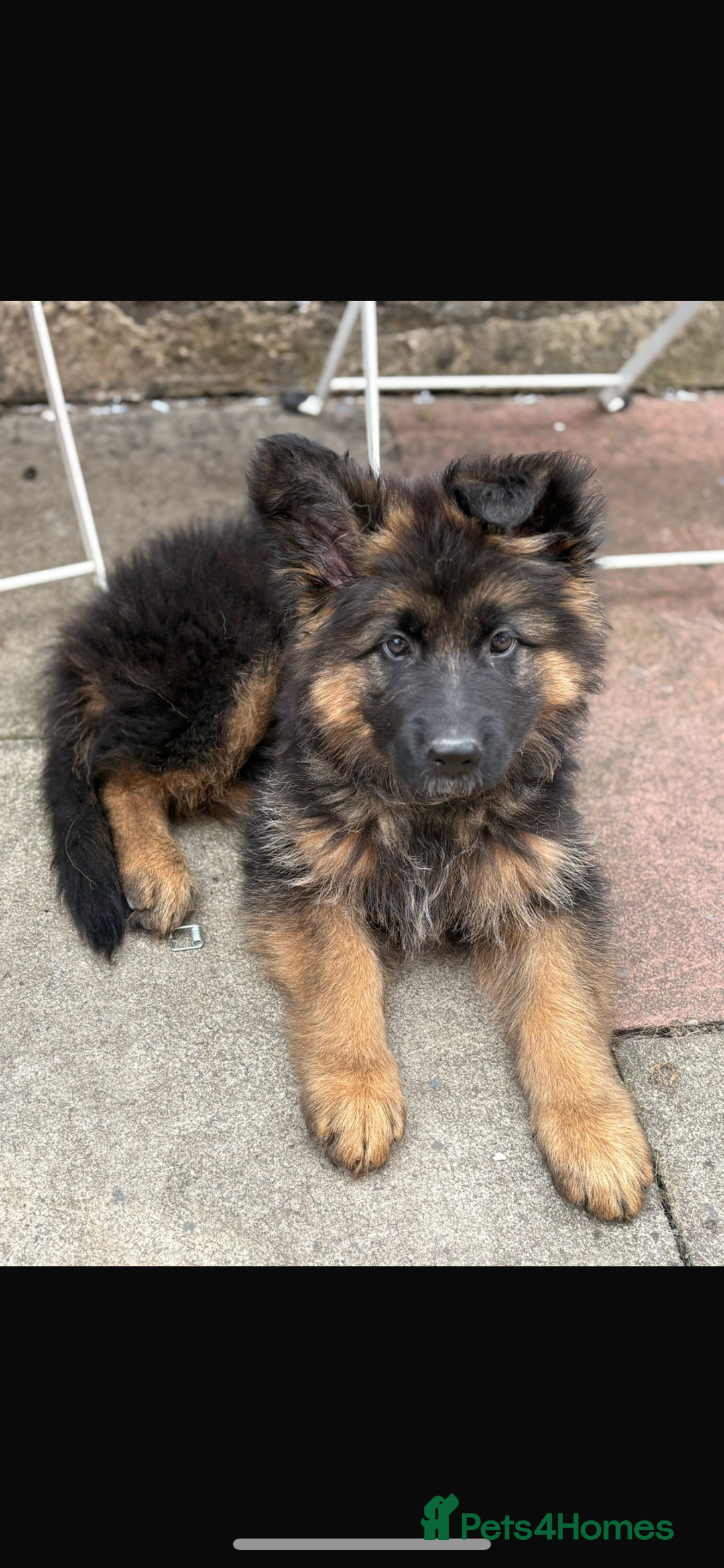 German Shepherd dogs for sale: Last gorgeous boy ready now  - Image 5