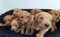 Goldendoodle dogs for sale: Beautiful F1B Goldendoodle Puppies DNA tested - Image 2