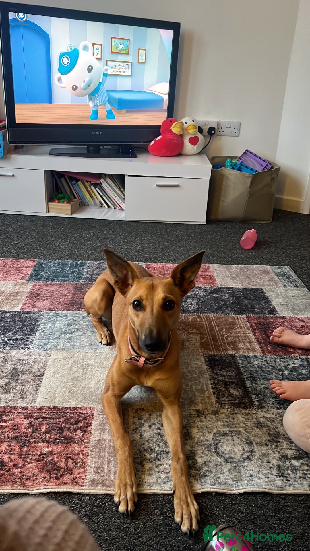 Mixed Breed dogs Honey - Advert 1