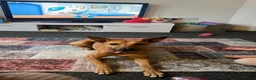 Mixed Breed dogs for sale: Honey - Advert 1