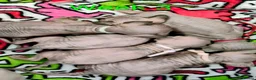 Sphynx cats for sale: Canadian Sphynx Tica registered,Blue eyes. - Advert 20
