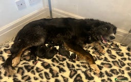 Border Collie dogs for sale: Border collie puppies  - Image 5