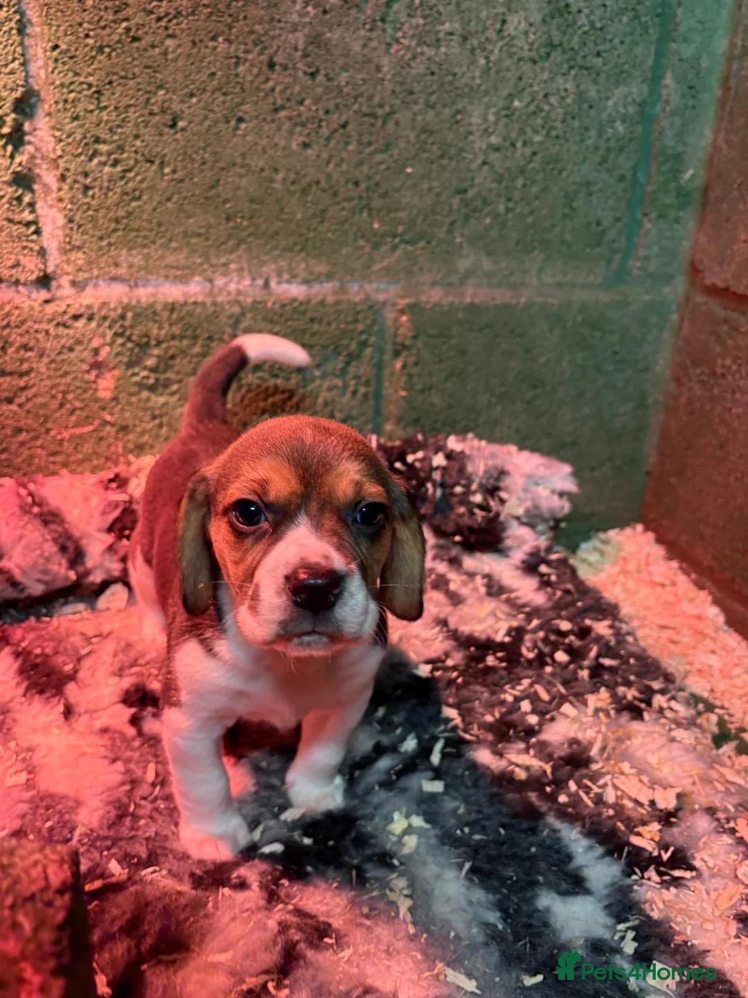 Beagle dogs for sale: 🌟For Sale 3 Beautiful Beagle Puppies🌟   - Advert 4