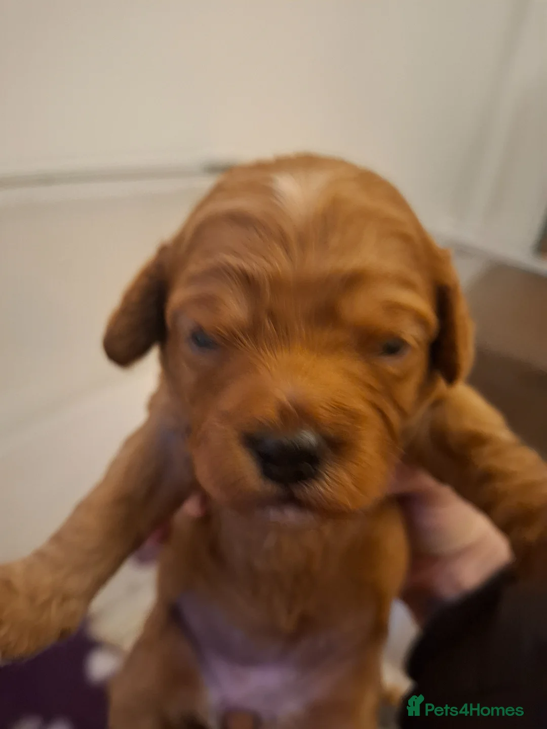 Cavapoo dogs for sale: Health tested red/champagne toy cavapoos - Advert 1