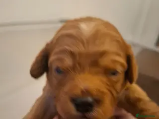 Cavapoo dogs Health tested red/champagne toy cavapoos - Advert 2