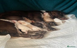 Cockapoo dogs for sale: Cocker Spaniel x Cockapoo Puppies Ready Soon  - Image 17