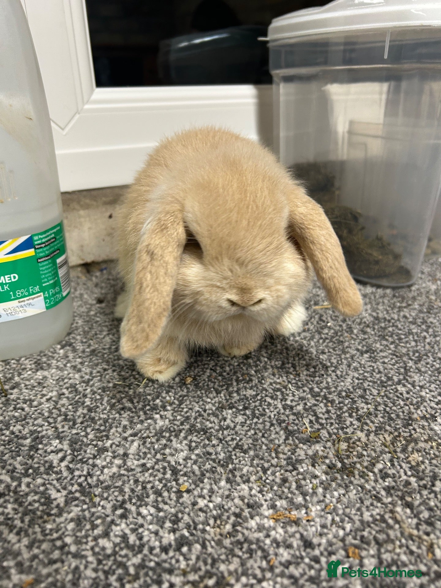 Mini Lop rabbits for sale: Last baby mini lop girl for sale  - Advert 2