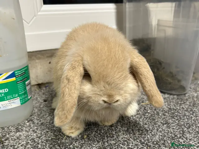 Mini Lop rabbits for sale: Last baby mini lop girl for sale - Advert 2