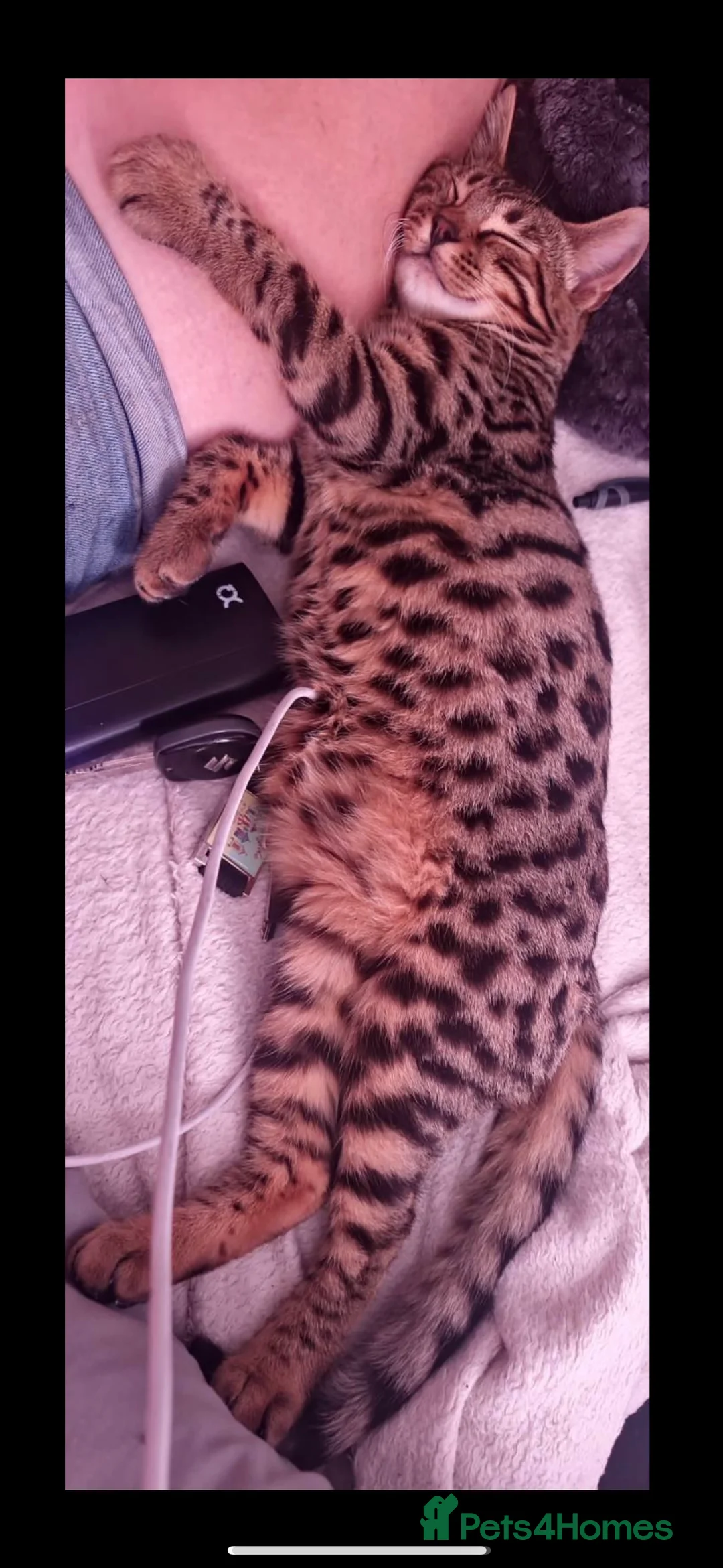 Bengal cats for sale: Beautiful in tact male bengal! - Advert 4