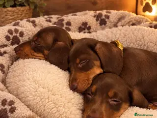 Miniature Dachshund dogs Mini Dashcund Pups! Ready to leave now - Advert 16