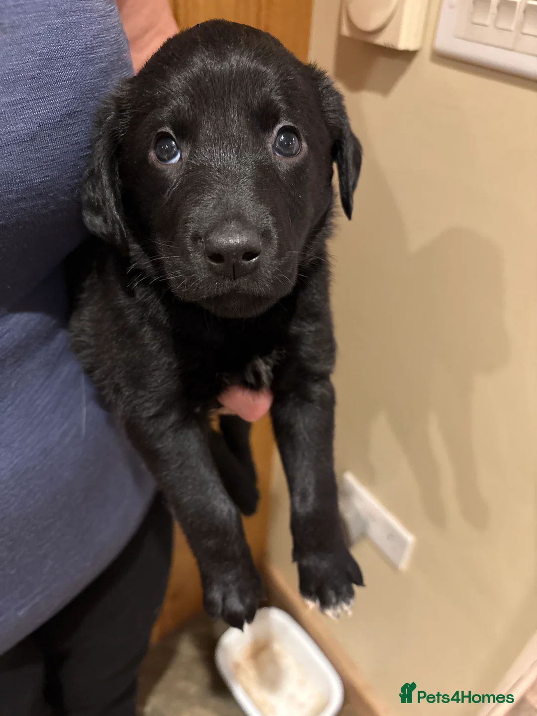 Borador dogs for sale: 11 gorgeous Borador puppies for sale  - Advert 12