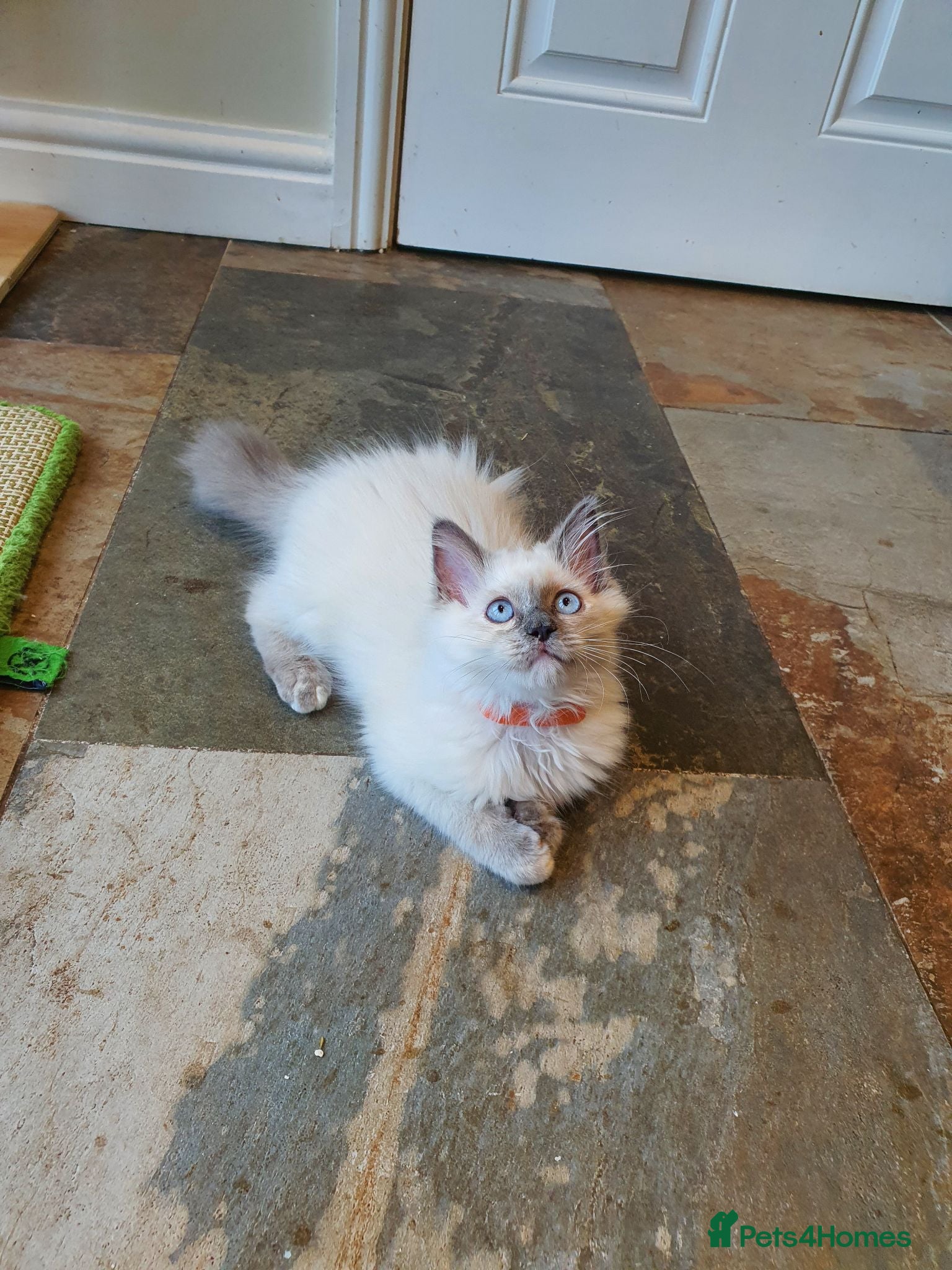 Ragdoll cats Beautiful GCCF Registered Ragdoll Kittens. - Advert 2