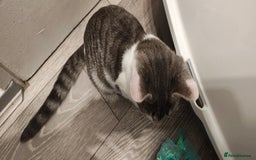 Ragdoll cats for sale: Loving, beautiful half ragdoll, bengal cross girl - Image 5