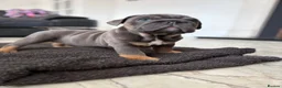 English Bulldog dogs for sale: Beefcake and Little Blue in Nottingham - Advert 4