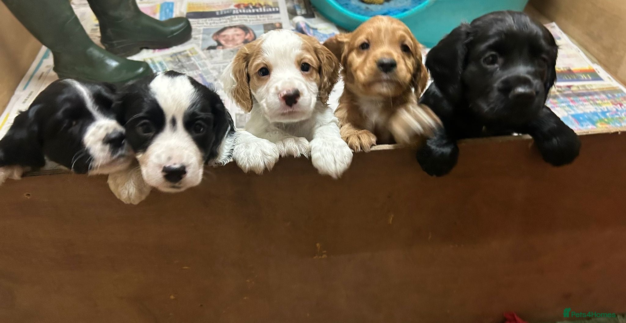 Cocker Spaniel dogs Working Cocker Spaniel puppies  - Advert 11