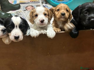 Cocker Spaniel dogs Working Cocker Spaniel puppies - Advert 5