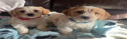 Cavachon dogs for sale: Cavachon puppies  - Advert 8