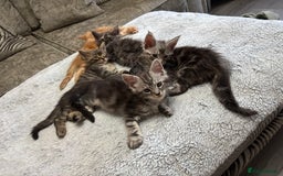 Maine Coon cats for sale: Maine coon kittens TICA registered  - Image 8