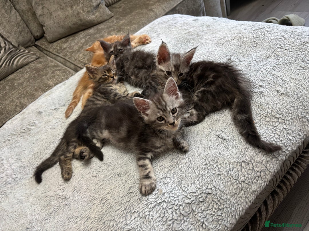 Maine Coon cats for sale: Maine coon kittens TICA registered  - Image 8