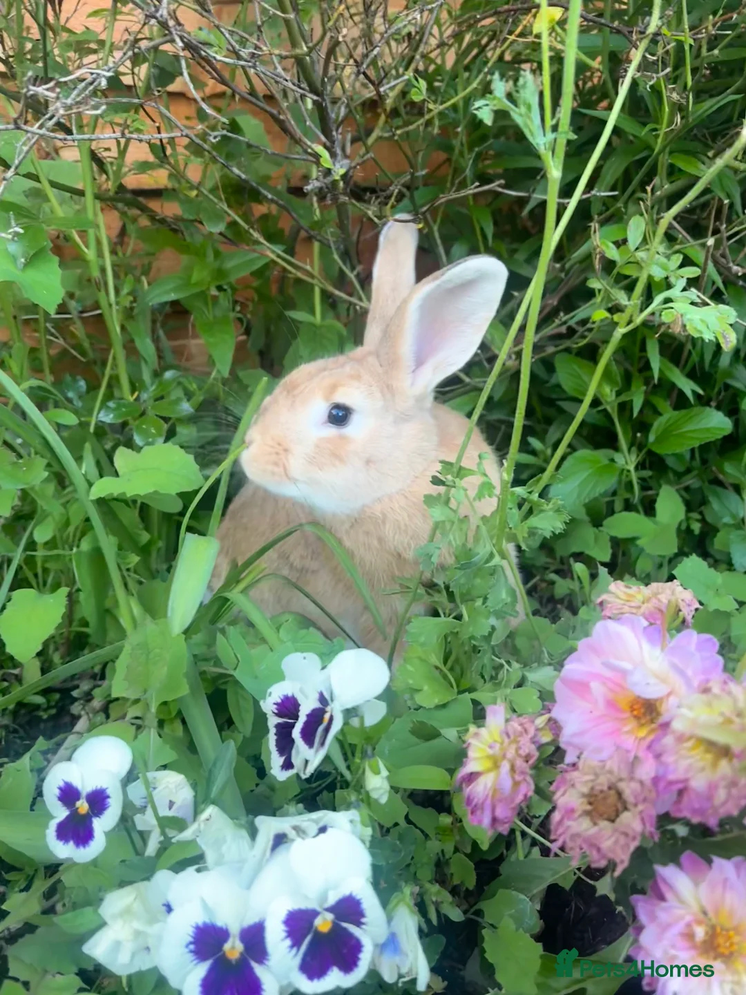 English rabbits for sale: Teddy and Todd - Advert 1