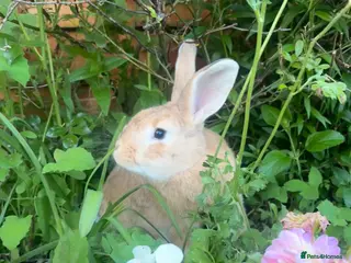 English rabbits Teddy and Todd - Advert 1