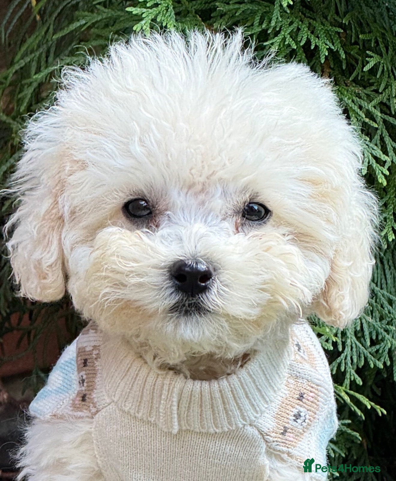 Toy Poodle dogs Toy Poodle puppies/Mom is Kc,Dad is Asian toy podl - Advert 1