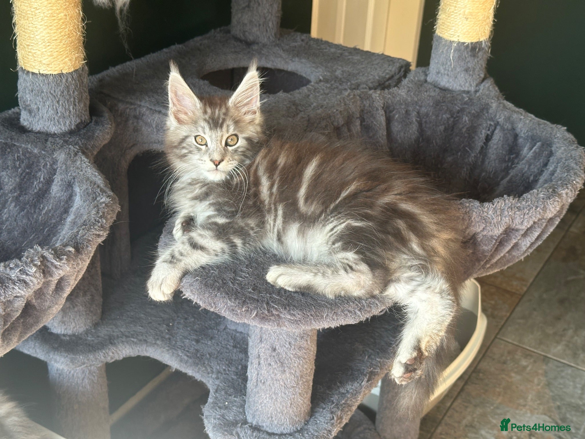 Maine Coon cats Beautiful Tica Registered kittens - Advert 2